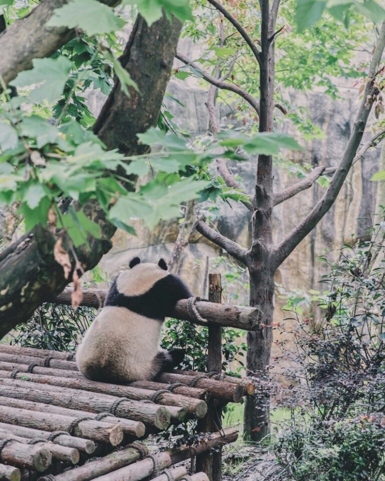 Ein Panda